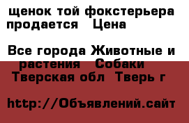 щенок той-фокстерьера продается › Цена ­ 25 000 - Все города Животные и растения » Собаки   . Тверская обл.,Тверь г.